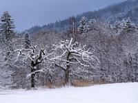 Zwei verschneite Eichenrelikte am Rande der Moorbadwiese - Aschau